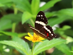 Anartia fatima