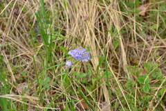 Polemonium pulcherrimum