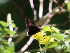 Eudamini