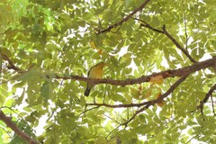 Anthreptes malacensis