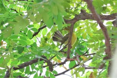 Anthreptes malacensis