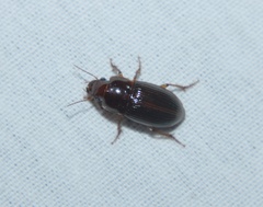 Harpalus gravis