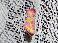 Psectrotarsia euposis