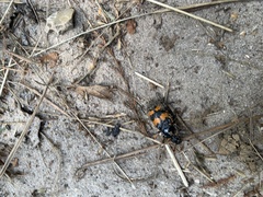 Nicrophorus vespillo