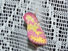 Psectrotarsia euposis