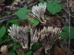 Tremellodendron cladonia