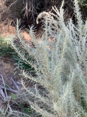 Artemisia filifolia