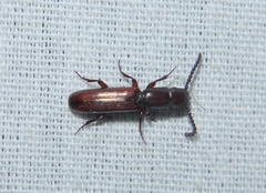 Taphroscelidia linearis