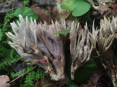 Tremellodendron cladonia