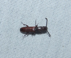 Taphroscelidia linearis