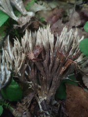 Tremellodendron cladonia
