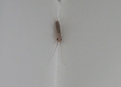 Lepismatidae