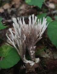 Tremellodendron cladonia