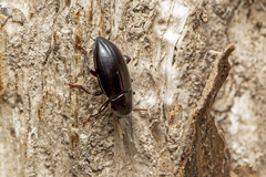 Tenebrionoidea