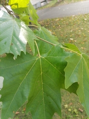 Platanus × hispanica