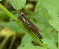 Paroxya atlantica