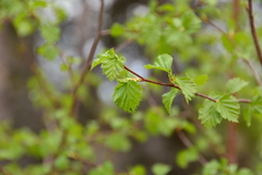 Betula occidentalis