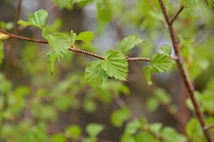 Betula occidentalis