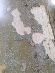 Platanus × hispanica