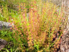 Drosera stolonifera