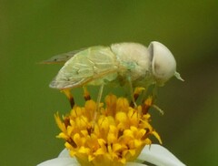 Chlorotabanus crepuscularis