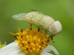 Chlorotabanus crepuscularis