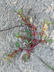 Rumex ucranicus