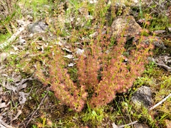 Drosera stolonifera
