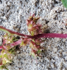 Rumex ucranicus