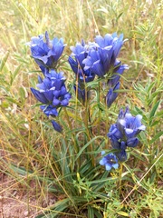 Gentiana decumbens