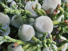 Juniperus pseudosabina