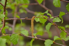 Betula occidentalis