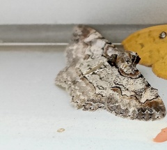 Iridopsis defectaria