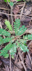 Biophytum sensitivum