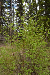 Betula occidentalis