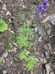 Penstemon