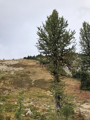 Larix lyallii