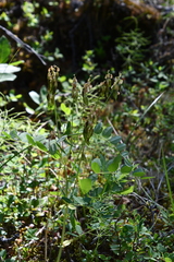 Astragalus frigidus