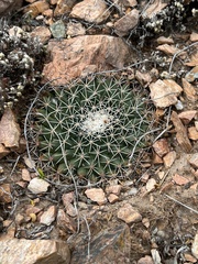 Mammillaria meiacantha