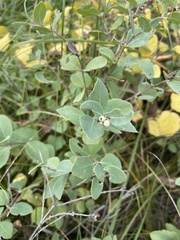 Symphoricarpos