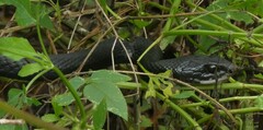 Coluber constrictor priapus