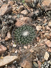 Mammillaria meiacantha