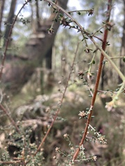 Pultenaea gunnii