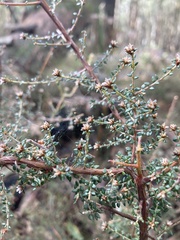 Pultenaea gunnii