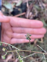 Pultenaea gunnii
