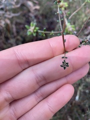 Pultenaea gunnii