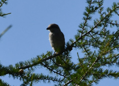 Lanius borealis