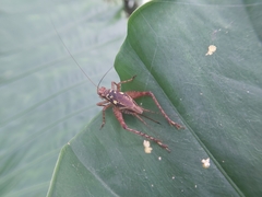 Cardiodactylus guttulus