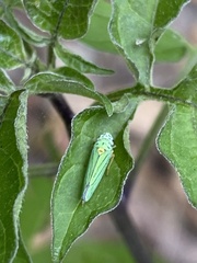 Graphocephala atropunctata