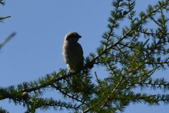 Lanius borealis